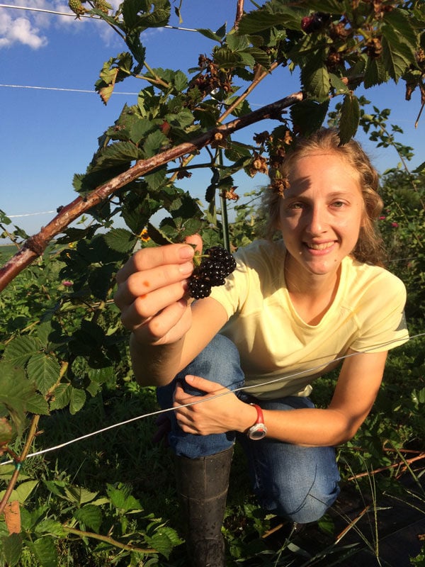 Berry growers